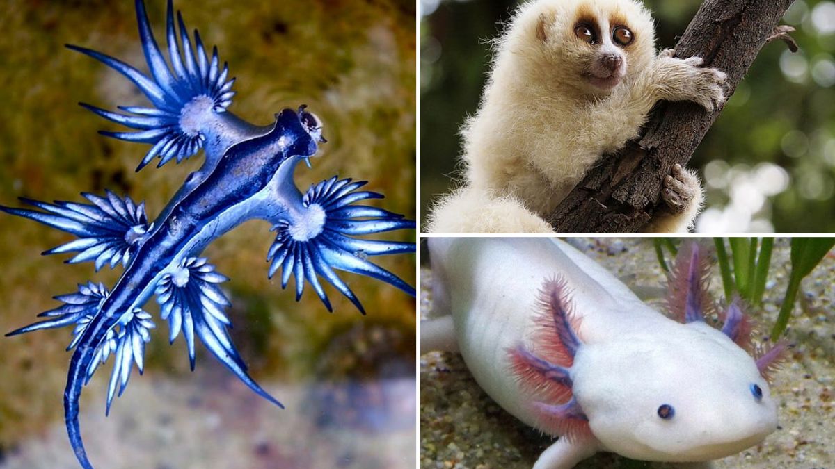Démêler la tapisserie de la vie : l’évolution des animaux et les découvertes clés sur l’origine des espèces